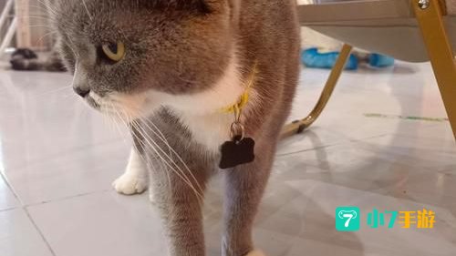 猫狗影院